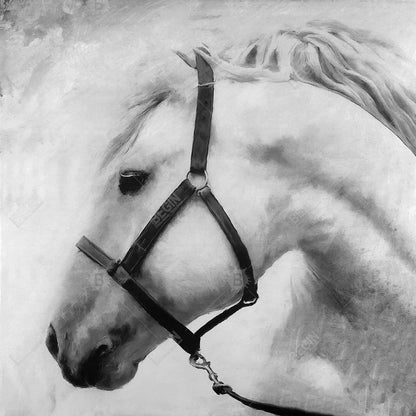 Monochrome Bedroom Horse Canvas - Darius the Horse Decor