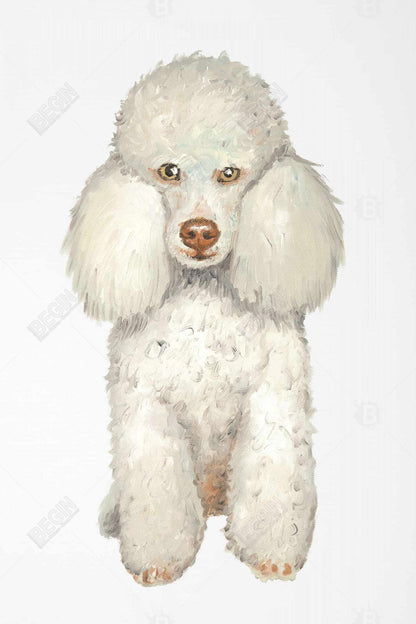 White French Poodle Framed Canvas - Home Decor Illustrations