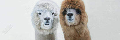White Farm Animals Canvas - Two Llamas Home Decor Bedroom