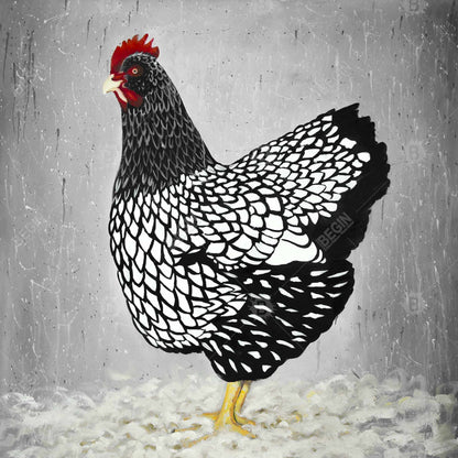 White Rustic Framed Canvas | Black and White Wyandotte Hen