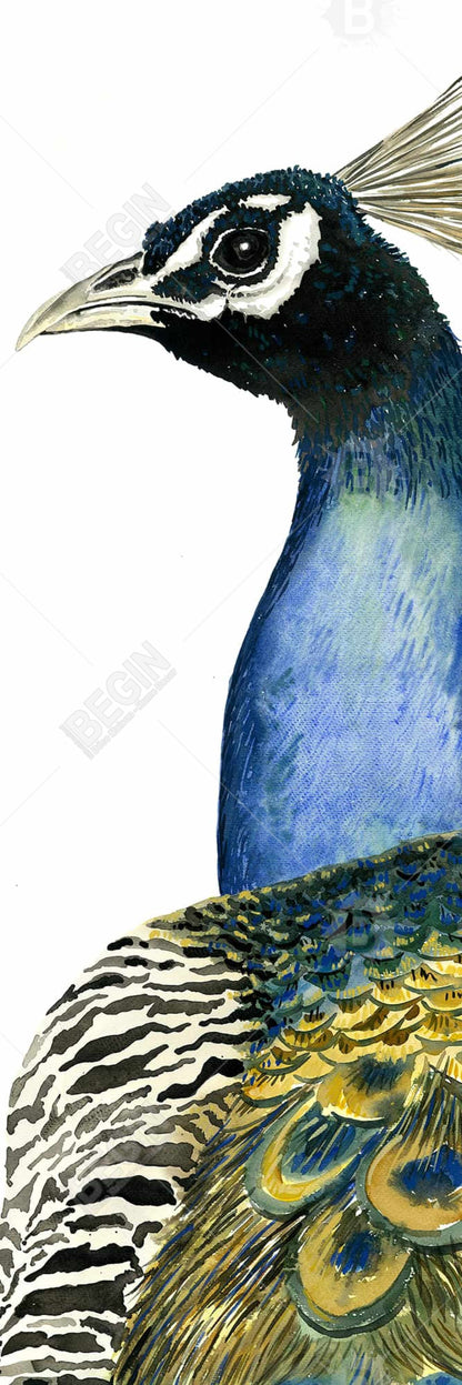 Watercolor Peacock Canvas | Bird Bedroom Decor | Home Art
