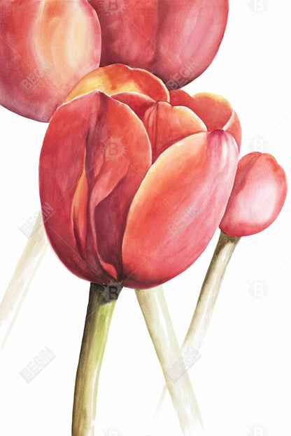 Blossoming Tulips Closeup - Yellow Botanical Canvas for Bedroom