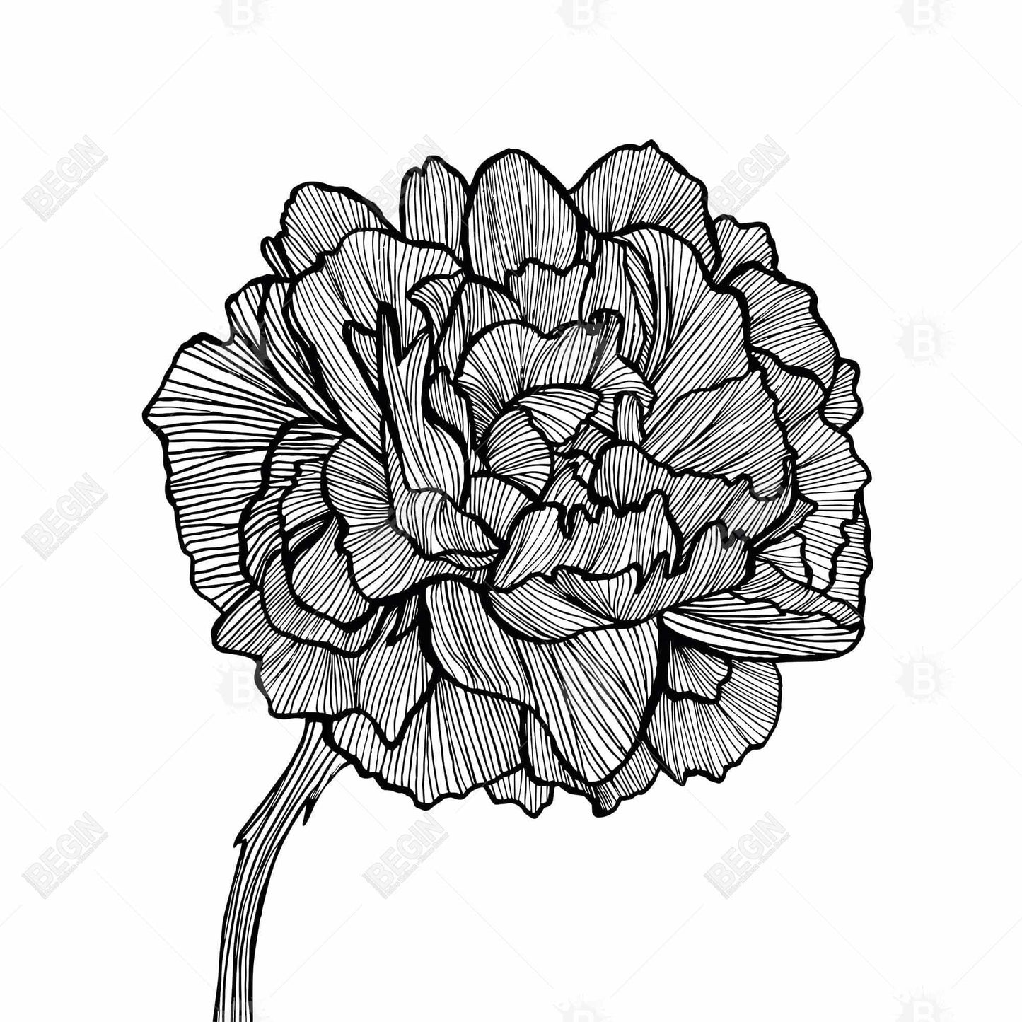 Peony Line Floral Canvas - Minimalist White Botanical Decor
