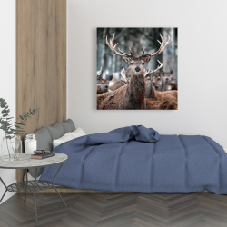 Canvas 36 x 36 - Stags