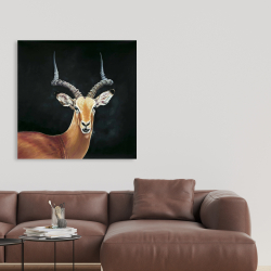 Canvas 36 x 36 - Antelope