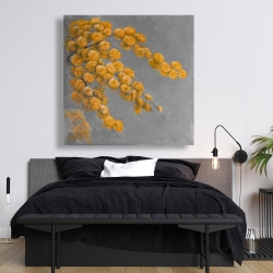 Canvas 48 x 48 - Golden wattle plant