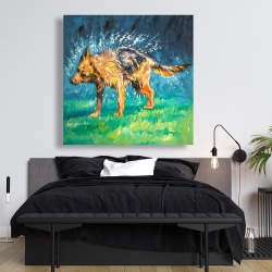 Canvas 48 x 48 - Spin-dry wet german shepherd