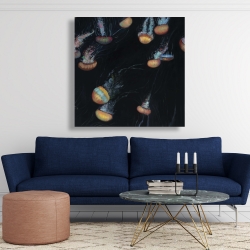 Canvas 48 x 48 - Colorful jellyfishes swimming in the dark