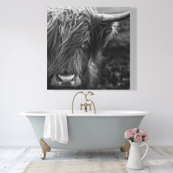 Canvas 48 x 48 - Monochrome portrait highland cow