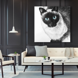 Canvas 48 x 48 - Blue eyes siamese cat