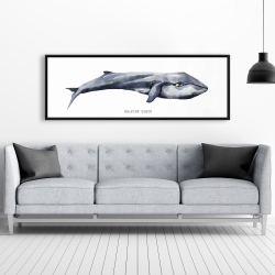 Encadré 20 x 60 - Baleine