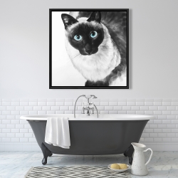 Framed 36 x 36 - Blue eyes siamese cat