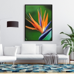 Encadré 36 x 48 - Fleur oiseau de paradis