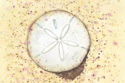 Sand-dollar