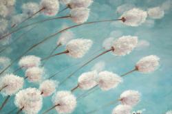 Cotton grass plants in the wind