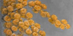 Golden wattle plant