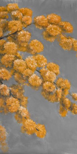 Golden wattle plant