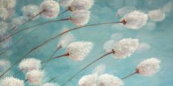 Cotton grass plants in the wind
