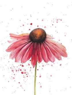 Pink daisy