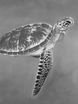 Grayscale aquatic turtle