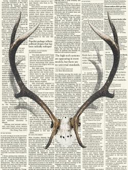 Deer horns with newspaper