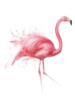 Pink flamingo watercolor