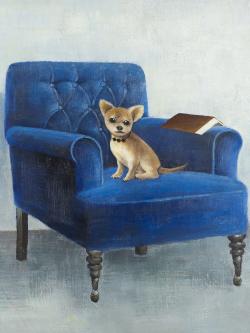 Chihuahua on a blue armchair