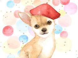 Chien chihuahua artiste