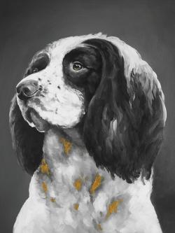 Chien springer spaniel anglais