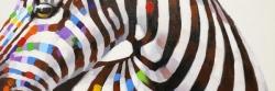 Colorful zebra