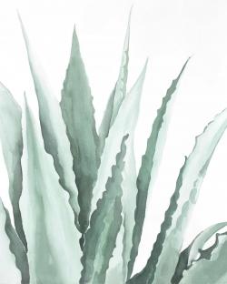 Plante d'agave en aquarelle