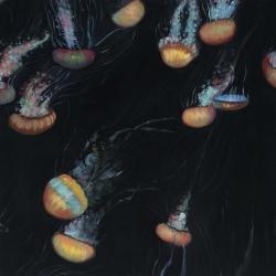 Colorful jellyfishes swimming in the dark