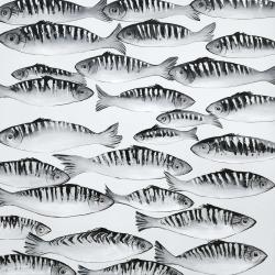 Gray shoal of fish