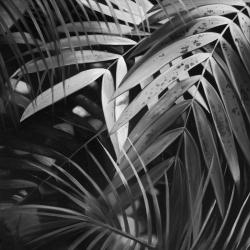 Feuilles tropicales monochrome