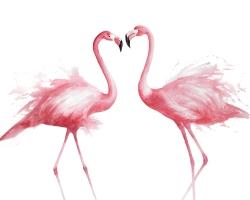 Two pink flamingo watercolor