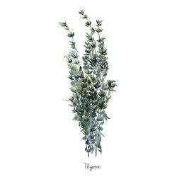 Thyme leaves bundle - en