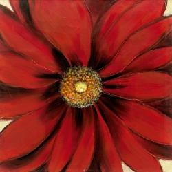 Red daisy