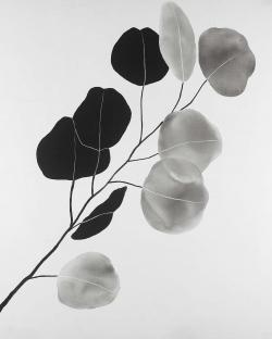Grayscale branch with round shape leaves