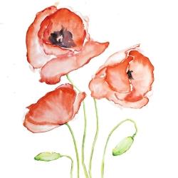 Watercolor poppies