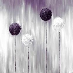 Purple allium flowers