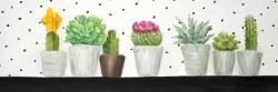 Mini cactus and succulents