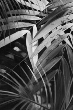 Feuilles tropicales monochrome