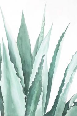 Plante d'agave en aquarelle