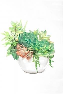 Succulent assortment in a pot