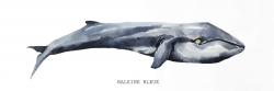 Baleine