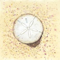 Sand-dollar