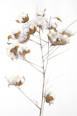 Cotton flowers branch