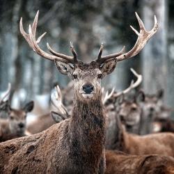 Stags