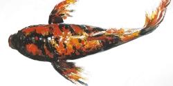 Red butterfly koi fish