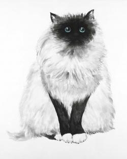 Blue eyes fluffy siamese cat